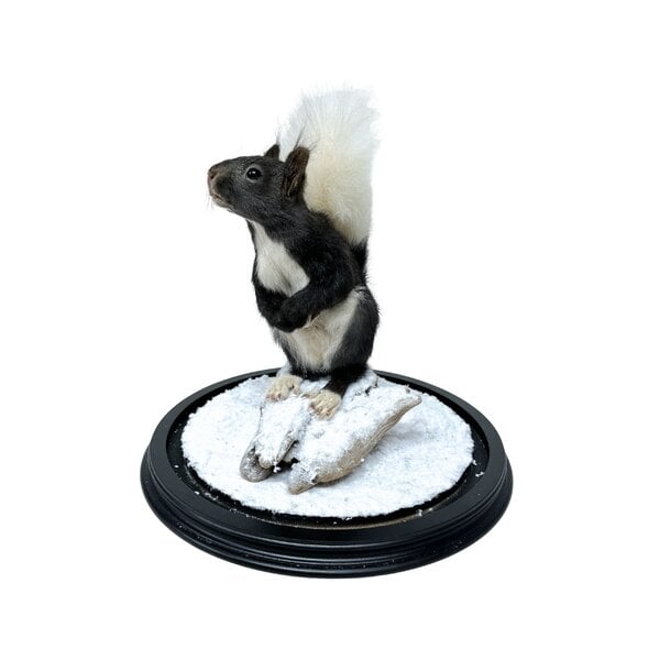 Mounted Japanese squirrel under a glass dome