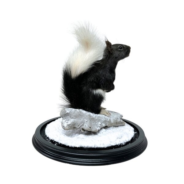 Mounted Japanese squirrel under a glass dome