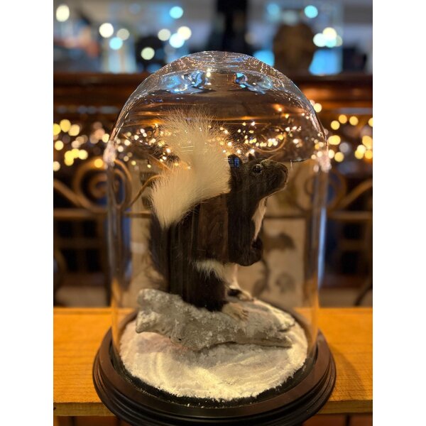 Mounted Japanese squirrel under a glass dome