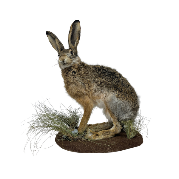 Mounted european hare