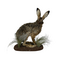 Mounted european hare