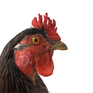 Mounted rooster (B)