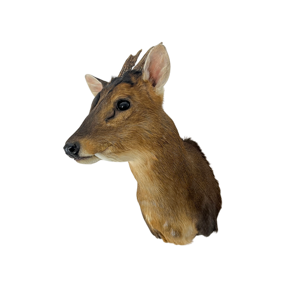 Mounted muntjac trophy