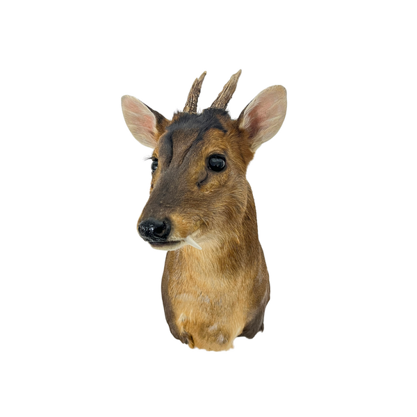 Mounted muntjac trophy