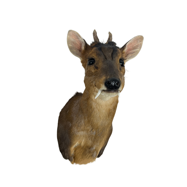 Mounted muntjac trophy