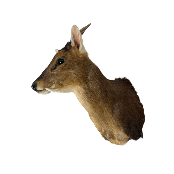 Mounted muntjac trophy
