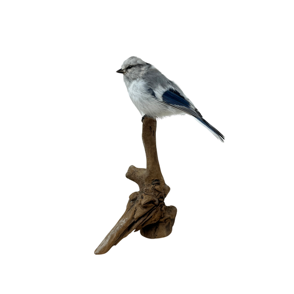 Mounted Azure tit