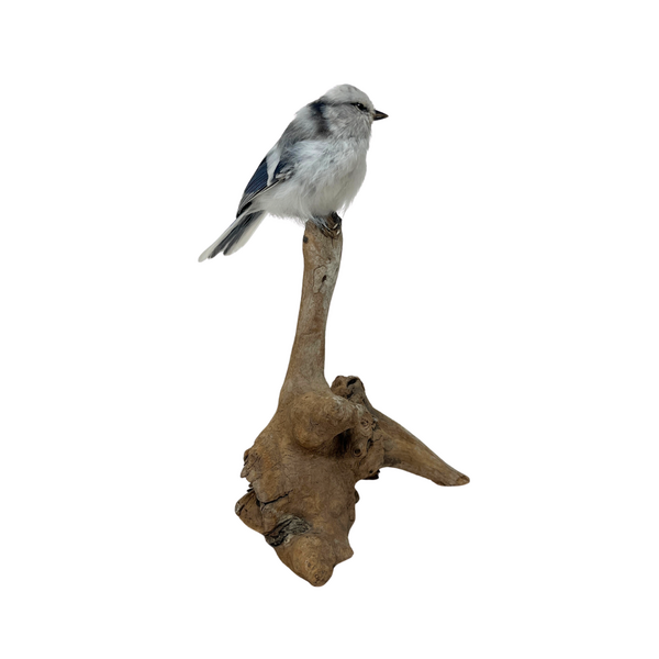Mounted Azure tit