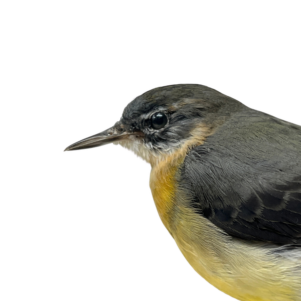 Mounted Grey wagtail