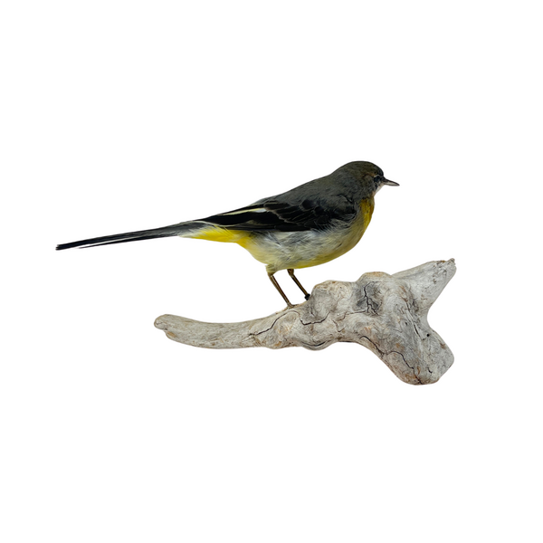 Mounted Grey wagtail