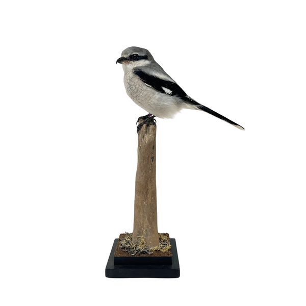 Mounted Great grey shrike