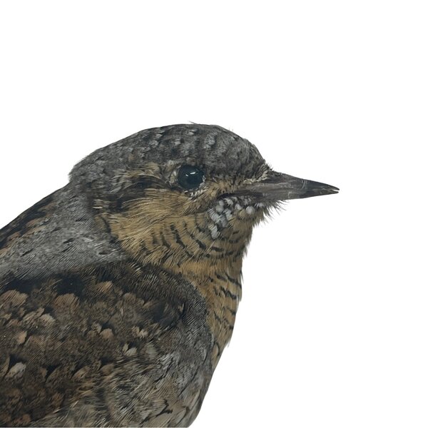 Mounted Eurasian wryneck