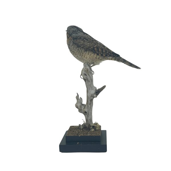 Mounted Eurasian wryneck