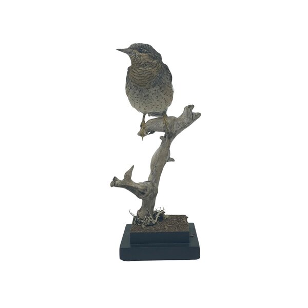 Mounted Eurasian wryneck