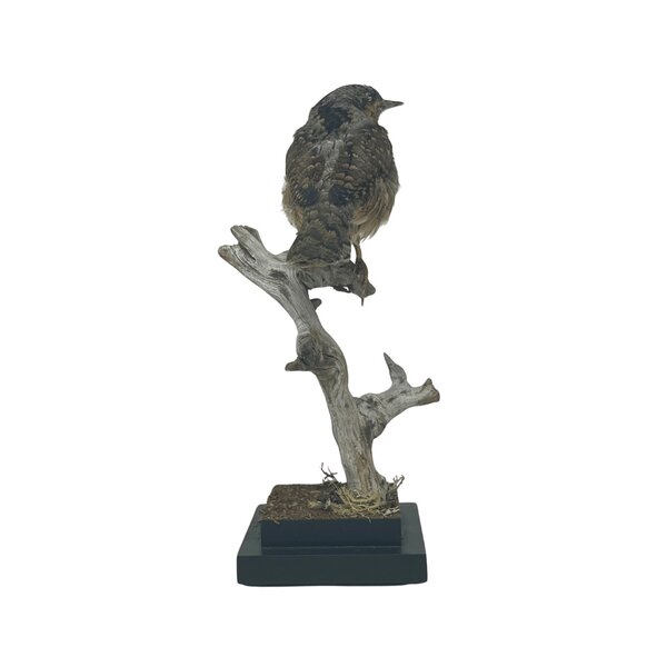 Mounted Eurasian wryneck