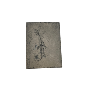 Fossil of a Keichosaurus (A)