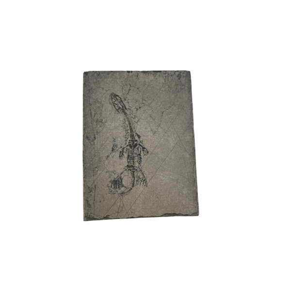 Fossil of a Keichosaurus (A)