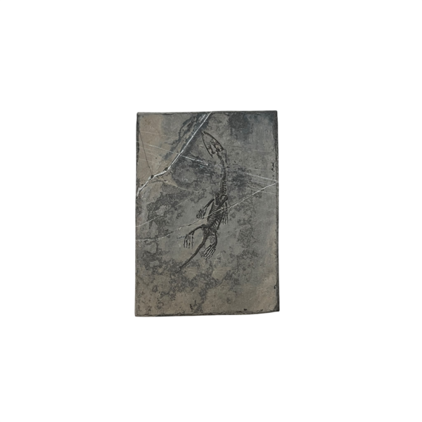 Fossil Keichosaurus (B)