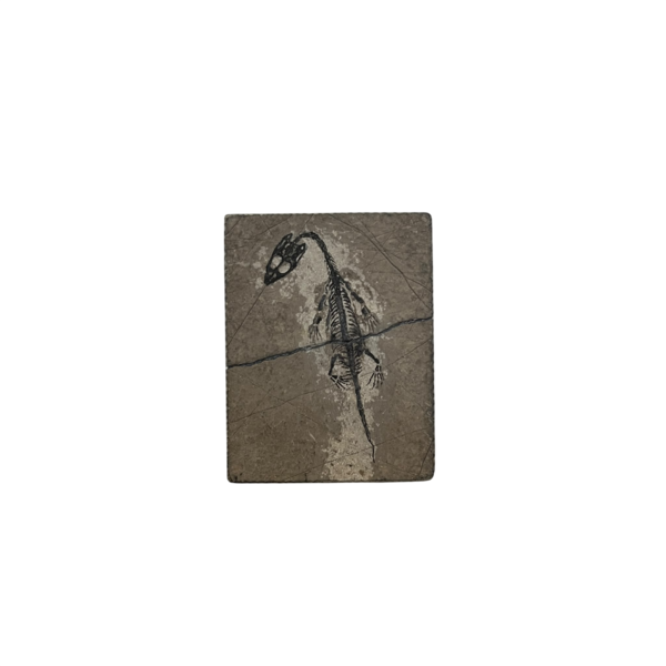 Fossil of a Keichousaurus (D)