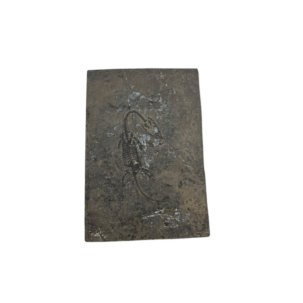 Keichousaurus fossiel (E) (groot)