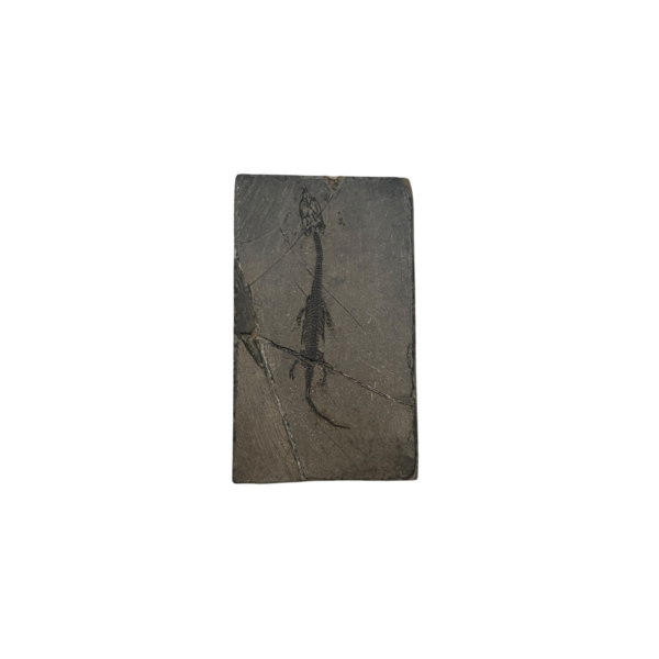 Fossil of a Keichousaurus (F)