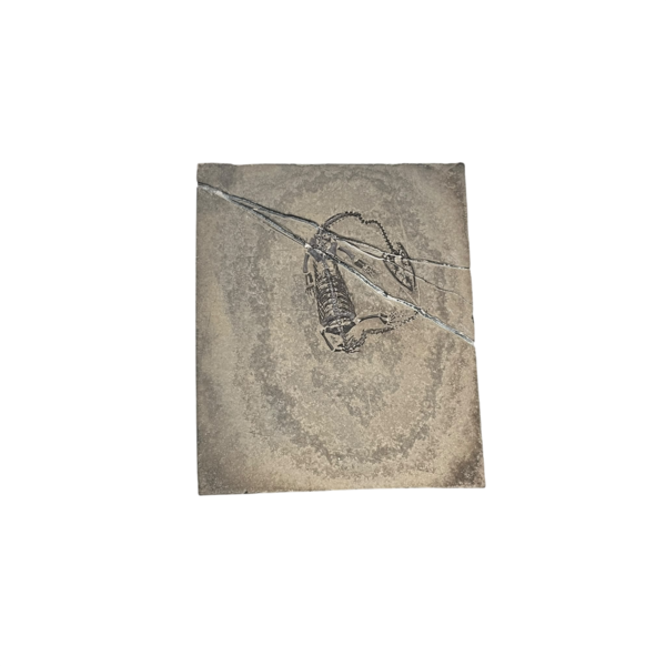 Keichosaurus fossiel (G) (groot)