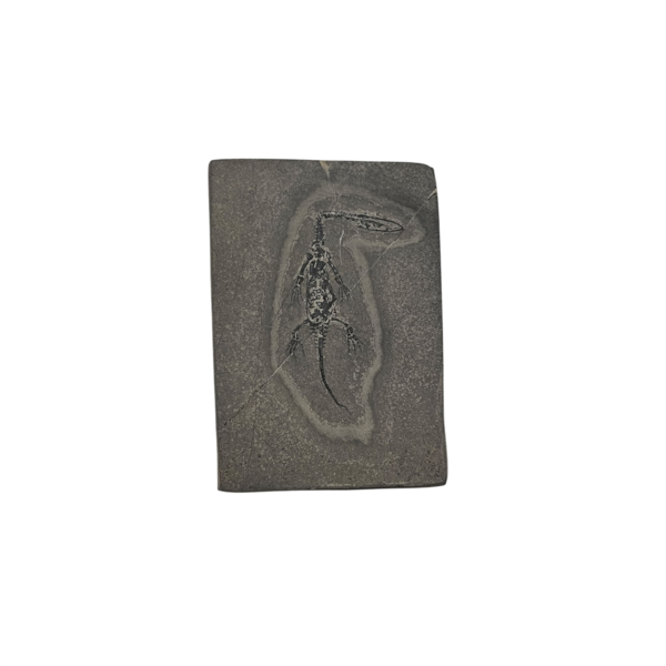 Keichosaurus fossiel (H) (groot)