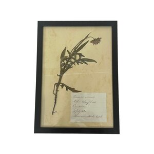 Antieke Botanische lijst (B)