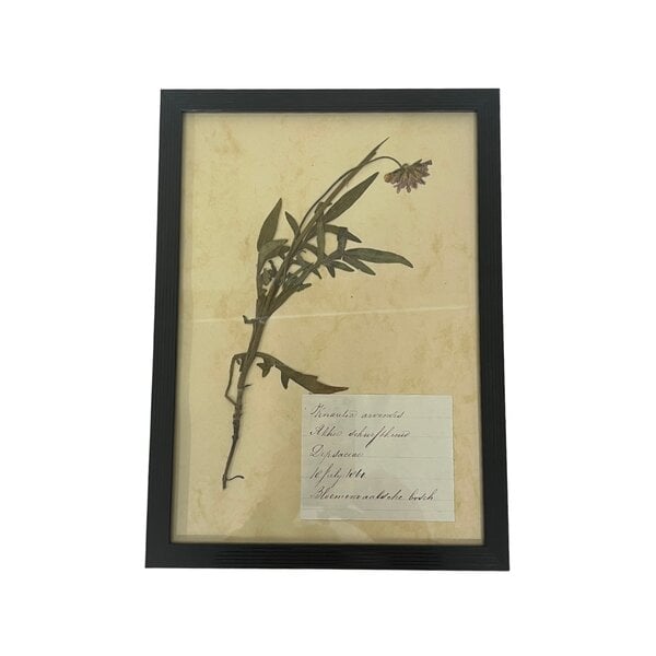 Antiker botanischer Rahmen (B)