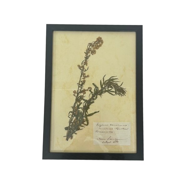 Antique Botanical frame (G)