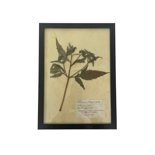 Antieke Botanische lijst (H)
