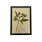 Antieke Botanische lijst (H)