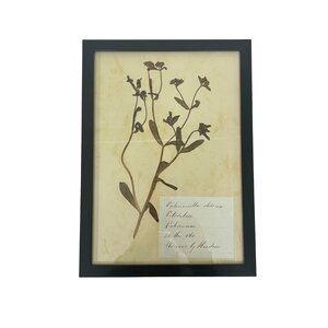 Antieke Botanische lijst (J)