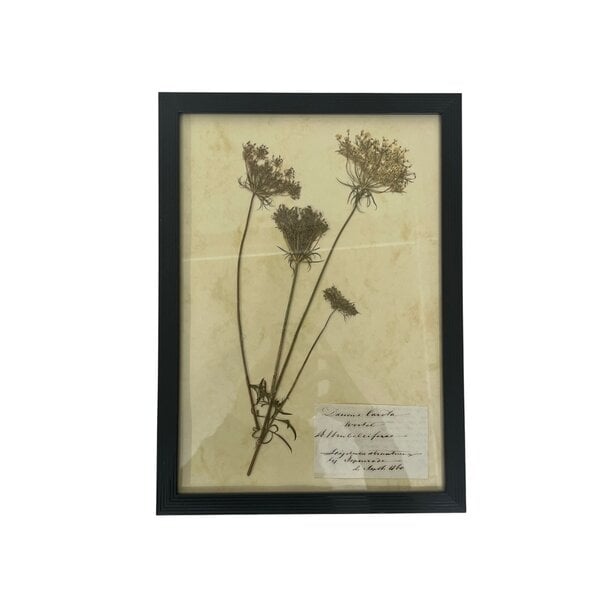 Antique Botanical frame (M)