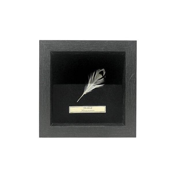 Frame 16 x 16 with Slender-billed curlew feather