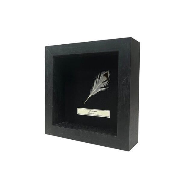Frame 16 x 16 with Slender-billed curlew feather