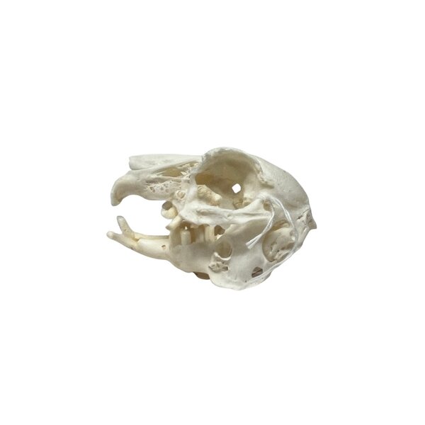 Skull rabbit Slobbers teeth