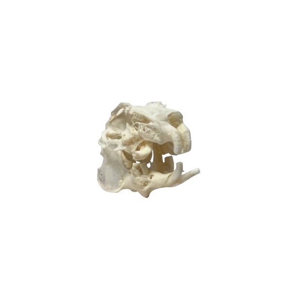 Skull rabbit Slobbers teeth