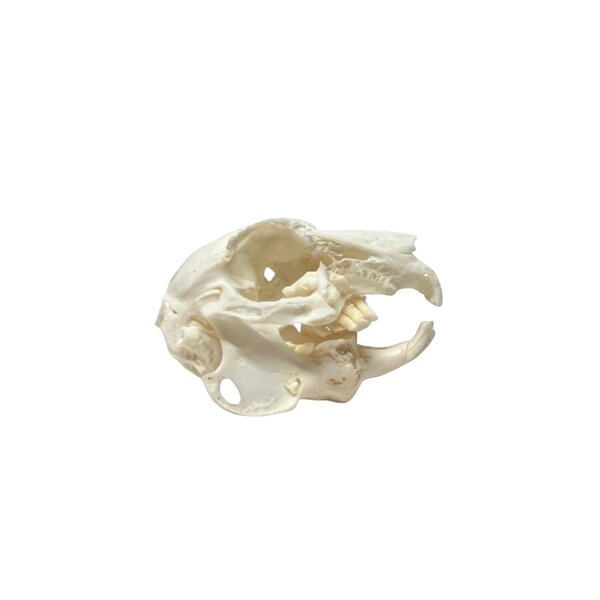 Schedel konijn Olifantentanden