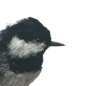 Mounted coal tit