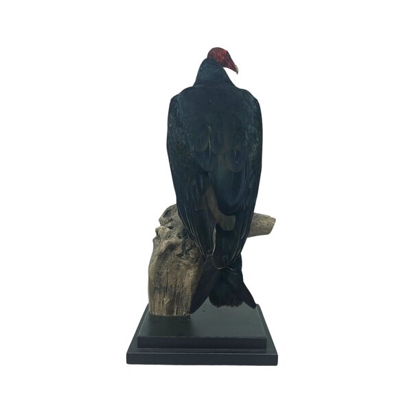Mounted Turkey vulture