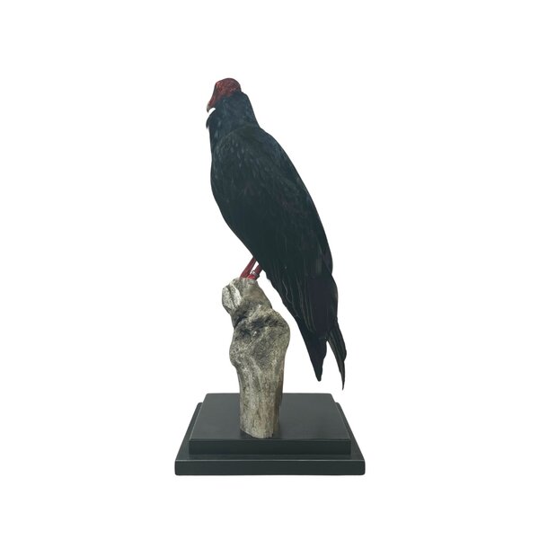 Mounted Turkey vulture