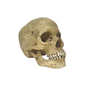 Human skull (B)
