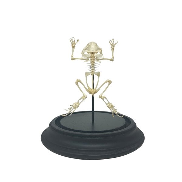Frosch/ toad skelett im Glasglöcke 11 x 16