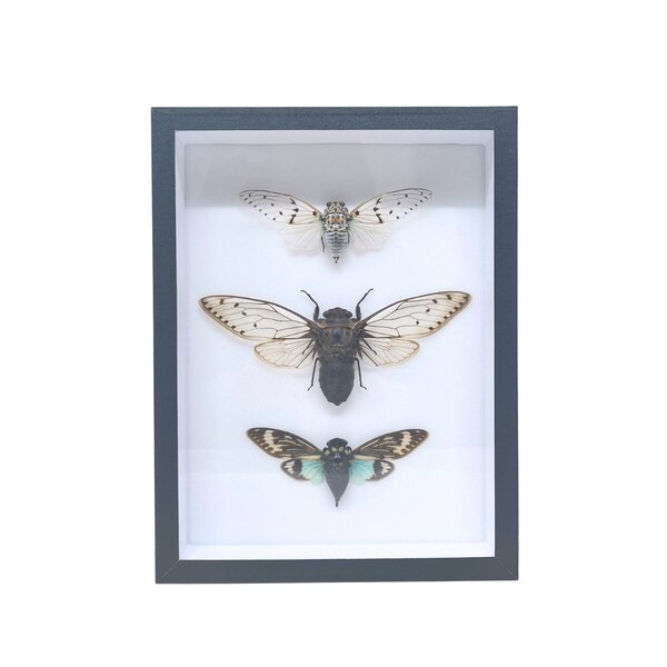 3 cicadas in insect box