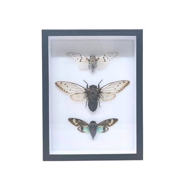 3 Zikaden in Insektenbox