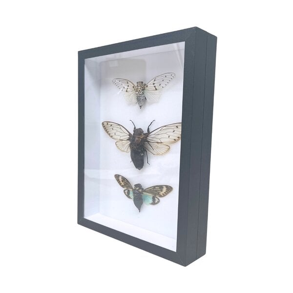 3 Zikaden in Insektenbox