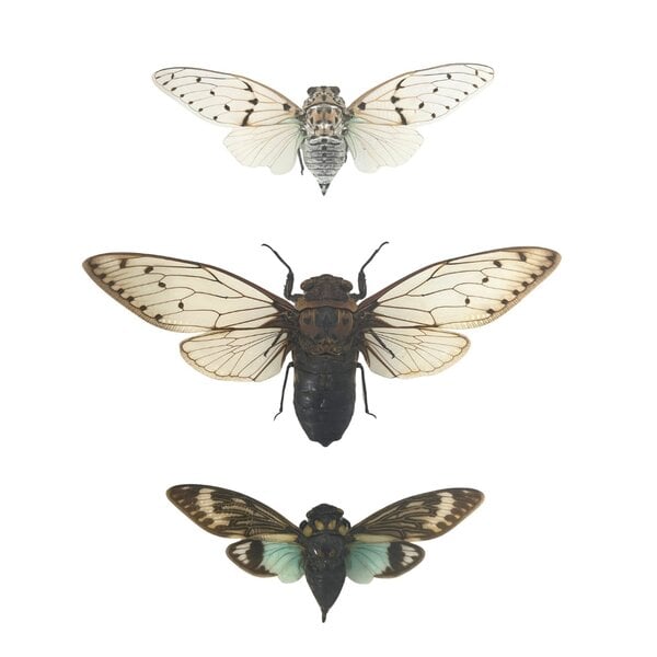 3 cicades in insectendoos
