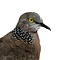 Mounted Spotted dove