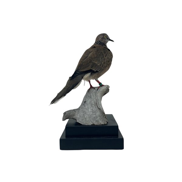 Mounted Spotted dove